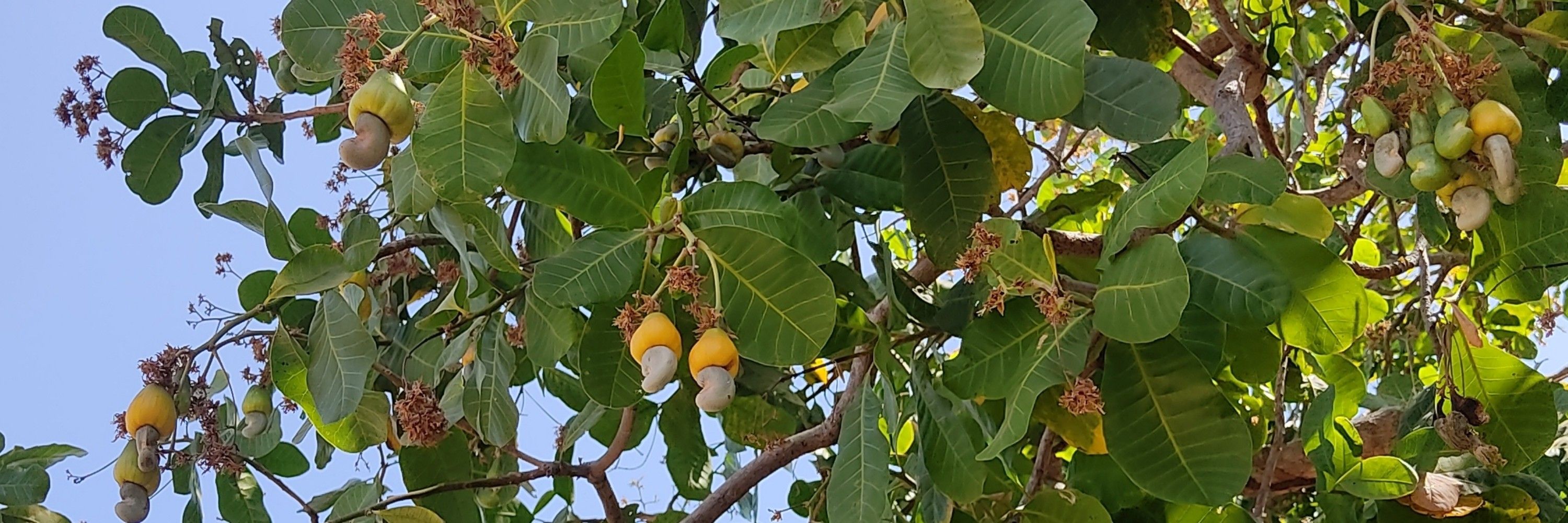 mileidine