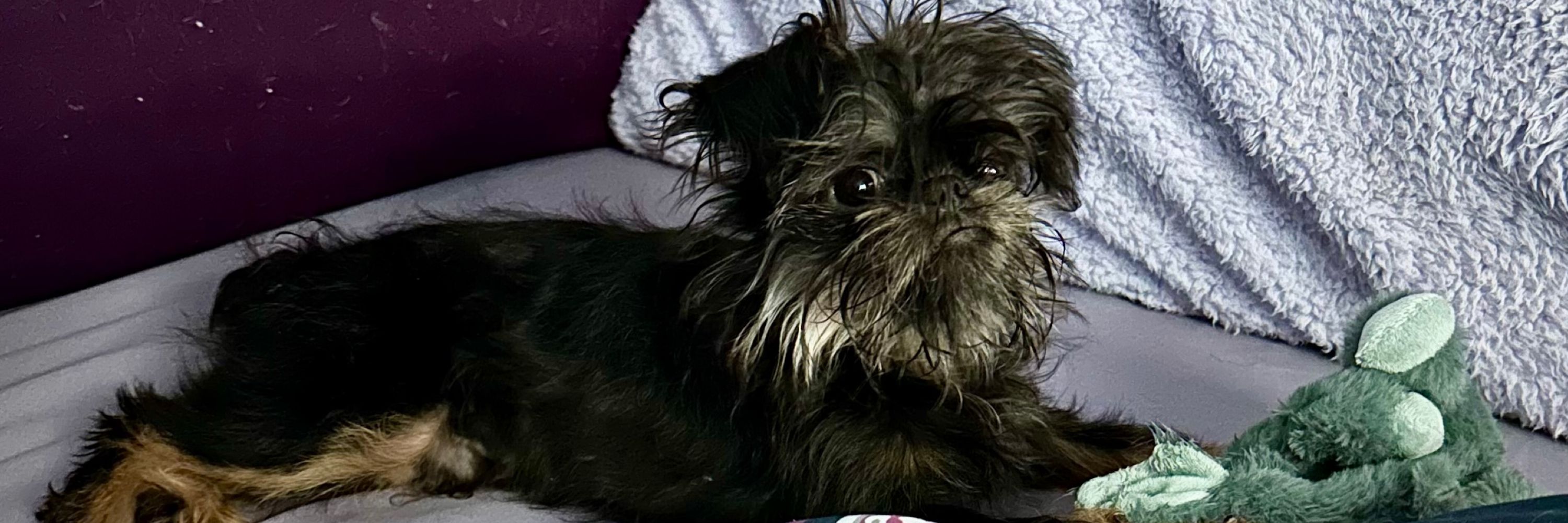 Franklin Fitzgerald Fuzzybottom