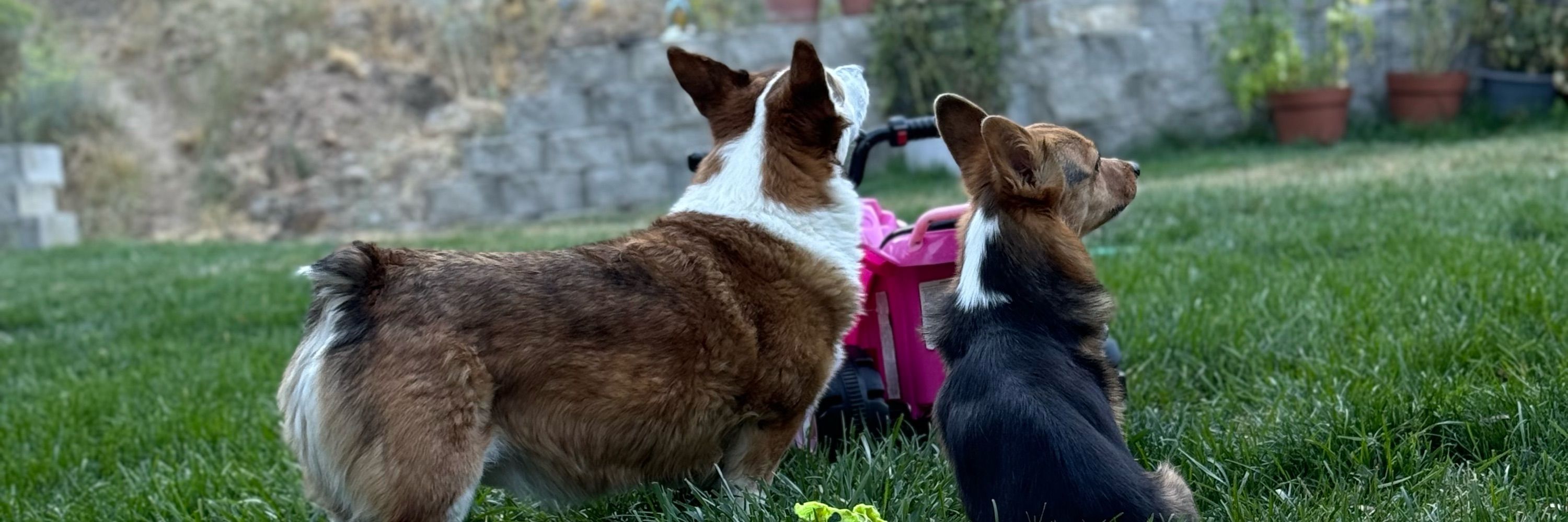 inCorgnito
