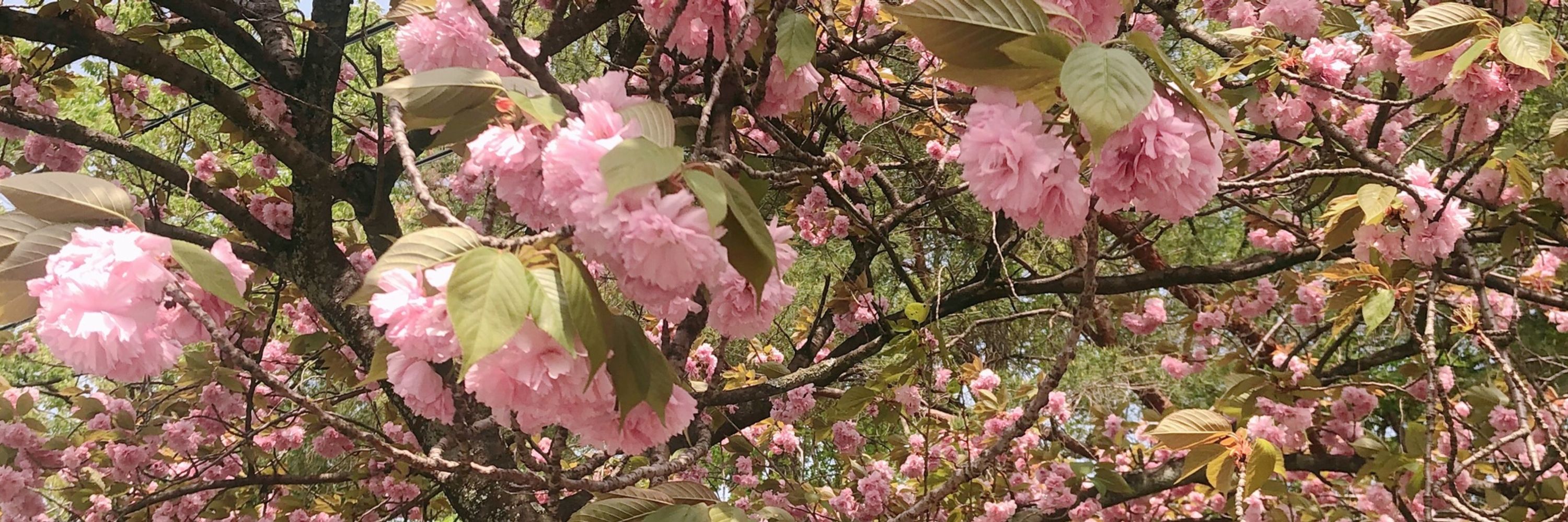 ゆき