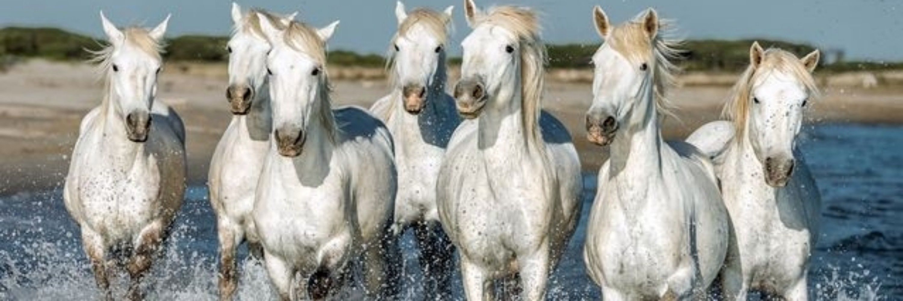 Anne 🐈‍⬛🐴🎶🇪🇺