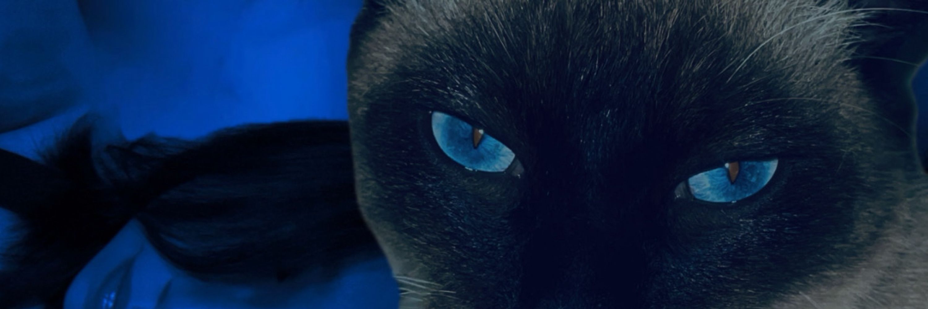 m¡ 🐈‍⬛