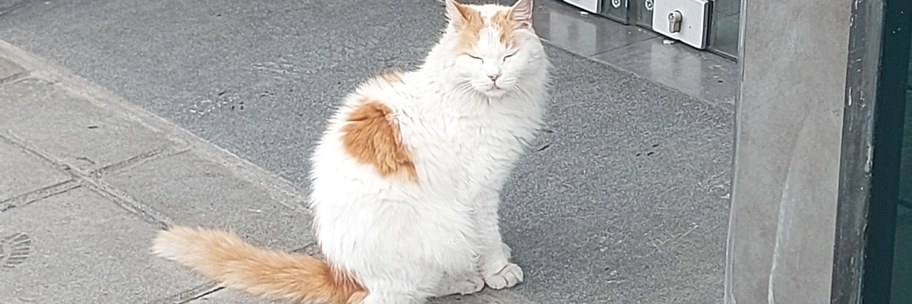 Simon