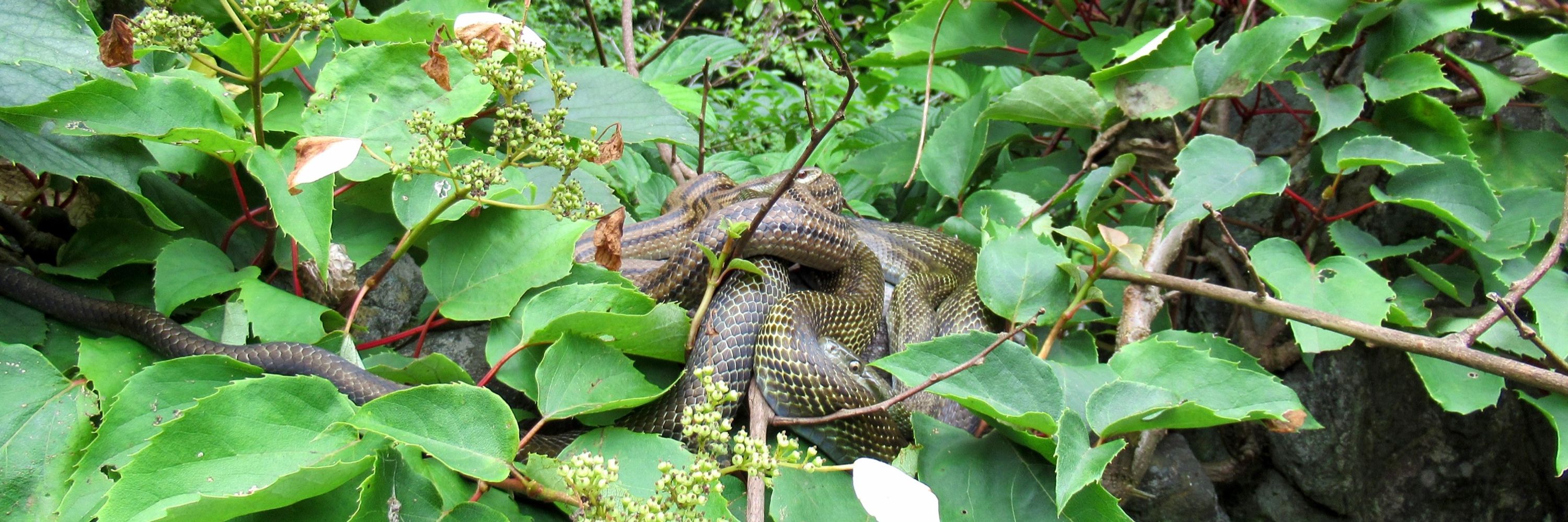 Fababa 