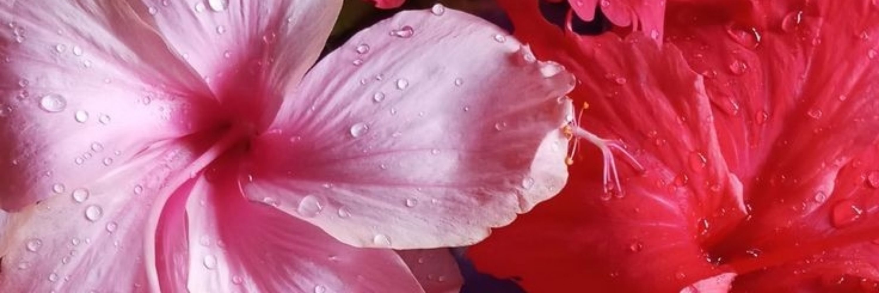 🌺