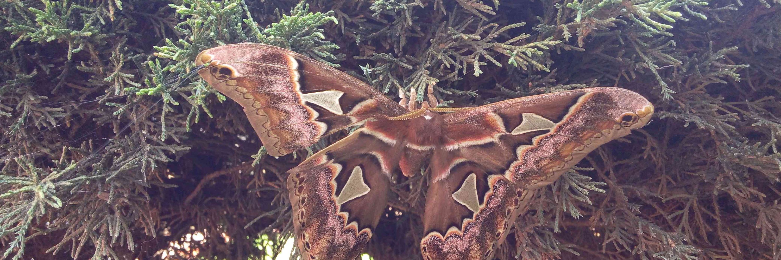 LaPsiquiatrans