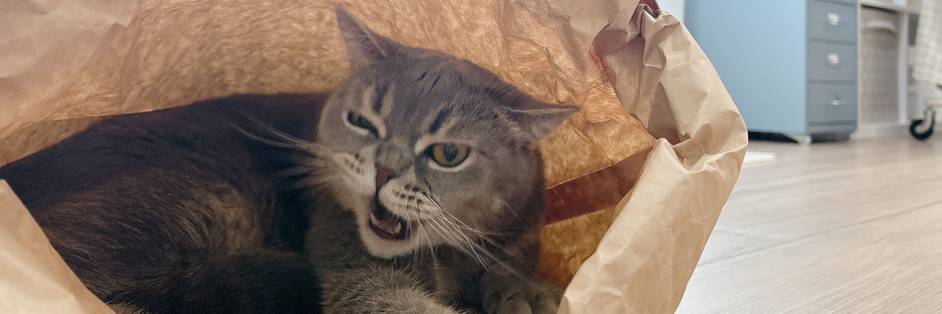 ไอ้ม๋า หยุดสั่งหม่าม้า!😾