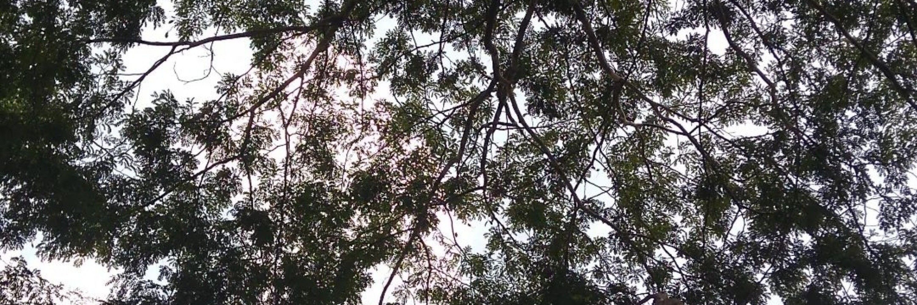 maraisa 
