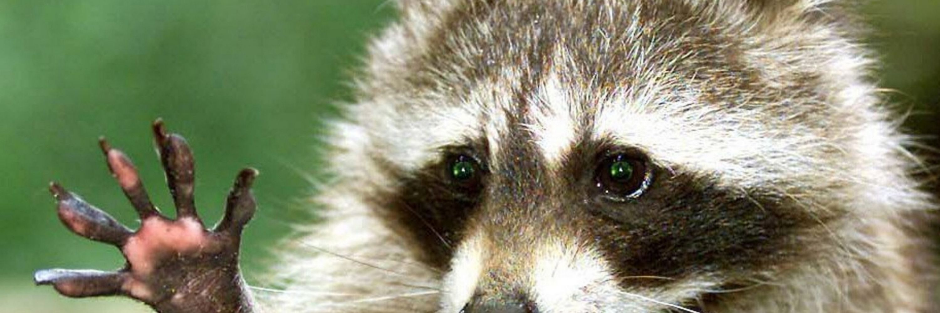 Captn' 3 Racoons In A Trenchcoat