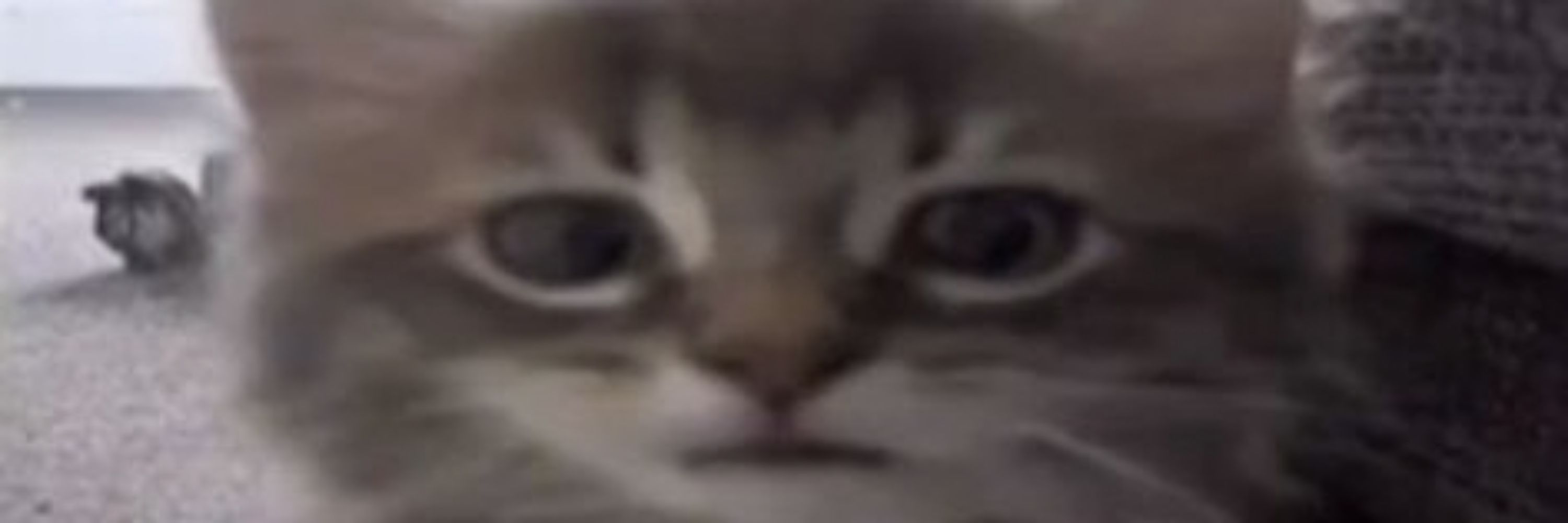 Zav