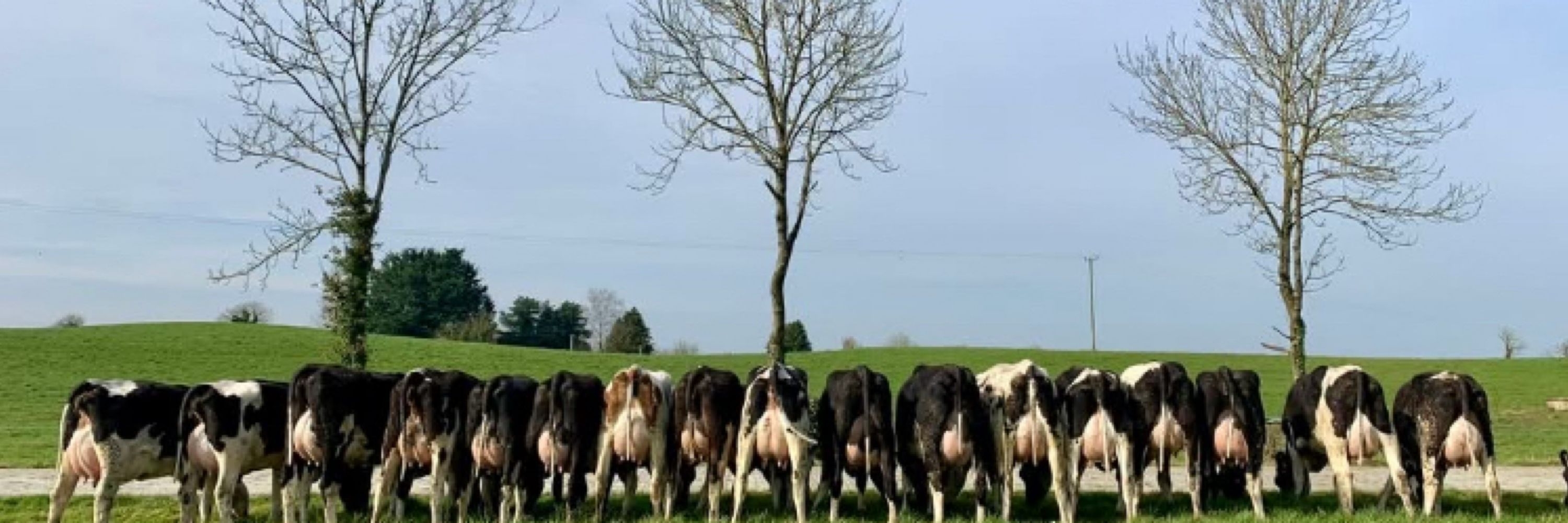 David Clarke Livestock
