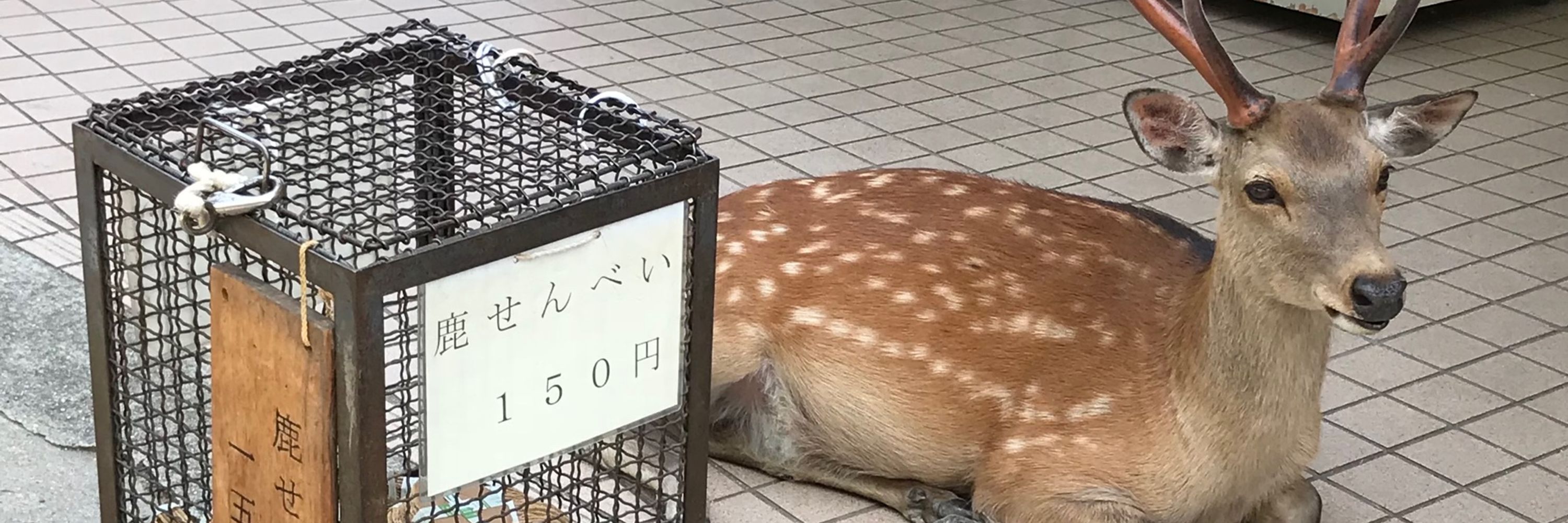 城戸ナギリ