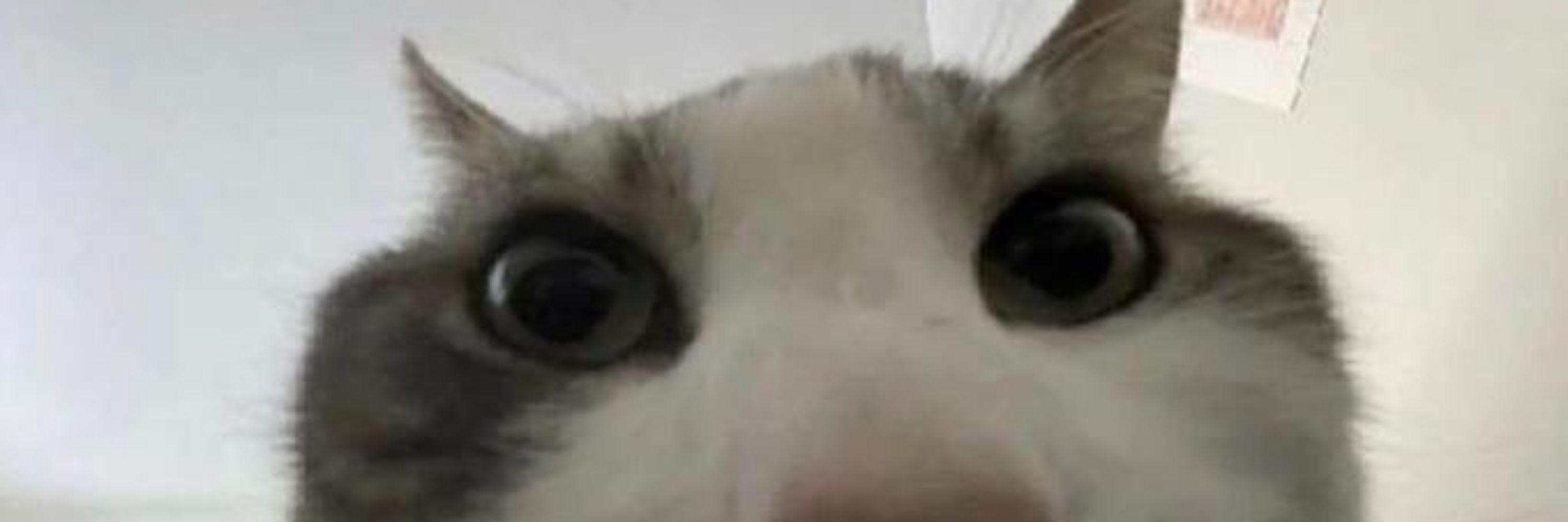 Ken