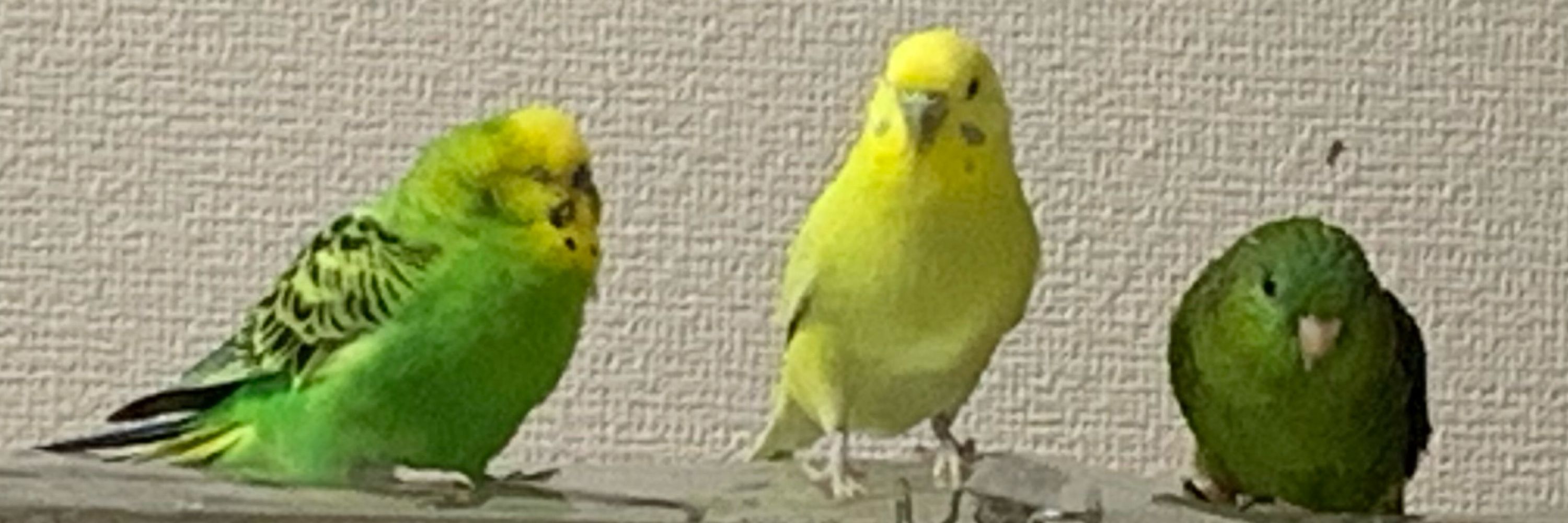 ぶんぶん