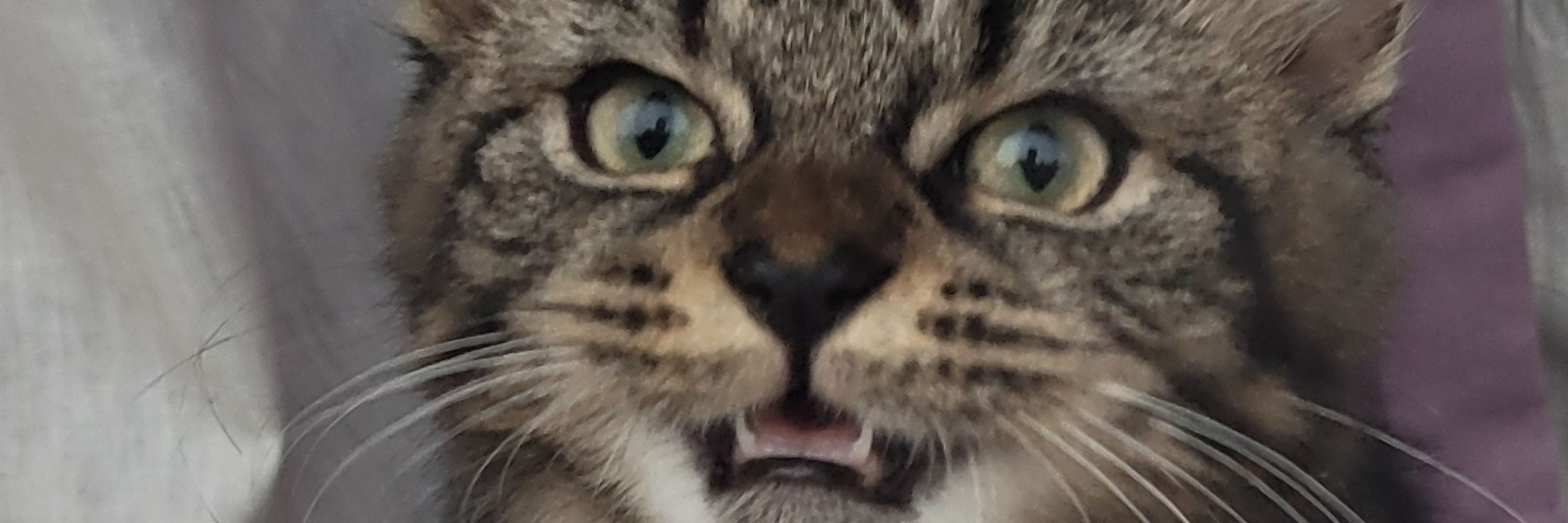 KrimsonKitten