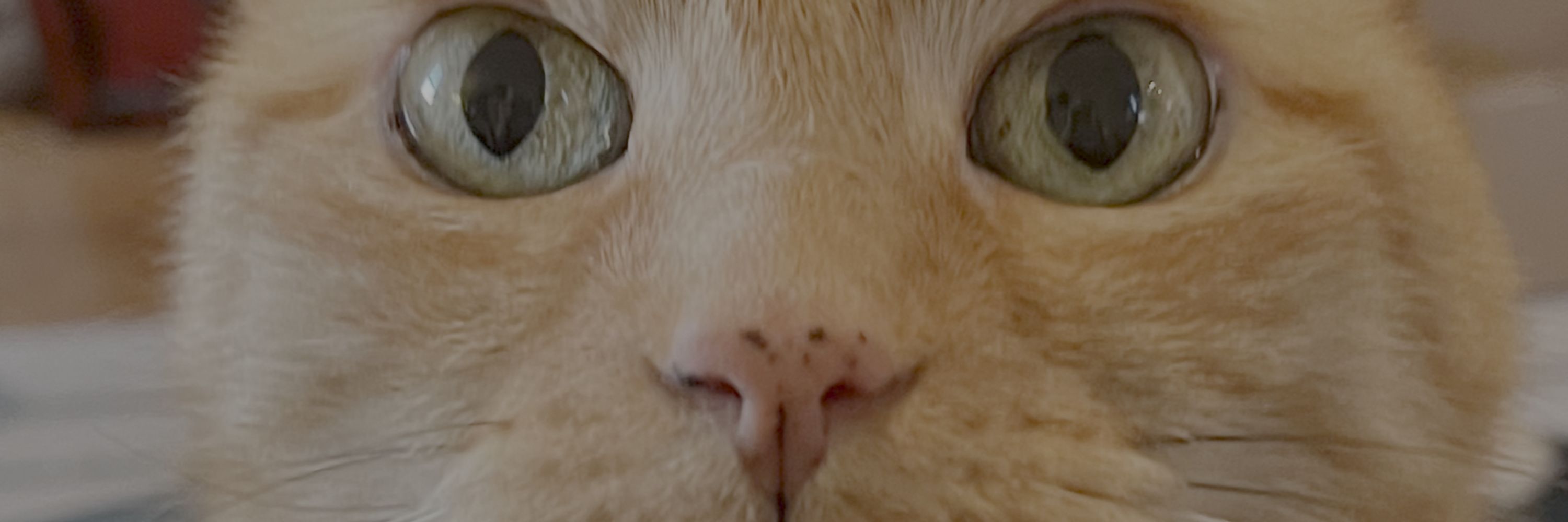 WackyMacky 🏳️‍🌈🐱🦋🌊💙