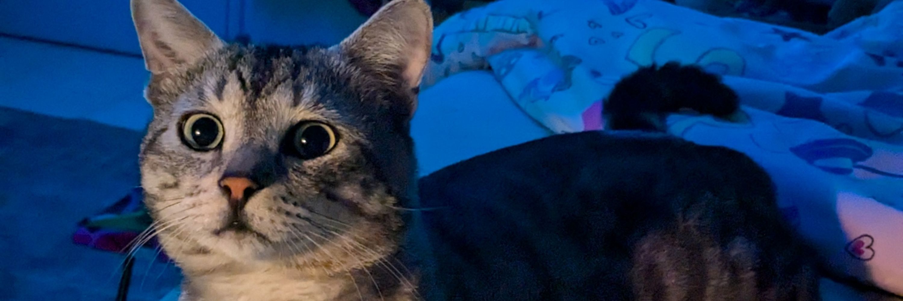 Astro