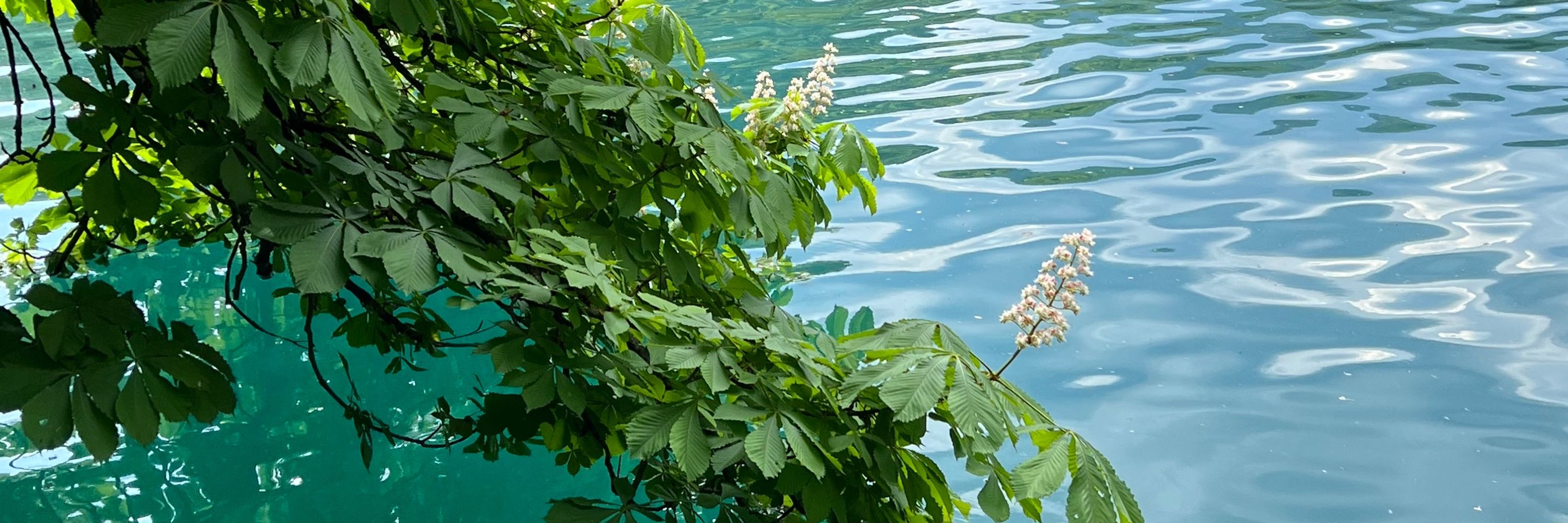 Duga crna kava