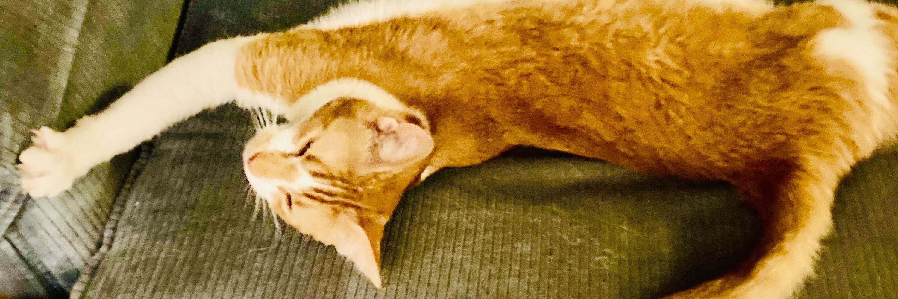 Sunday the Cat