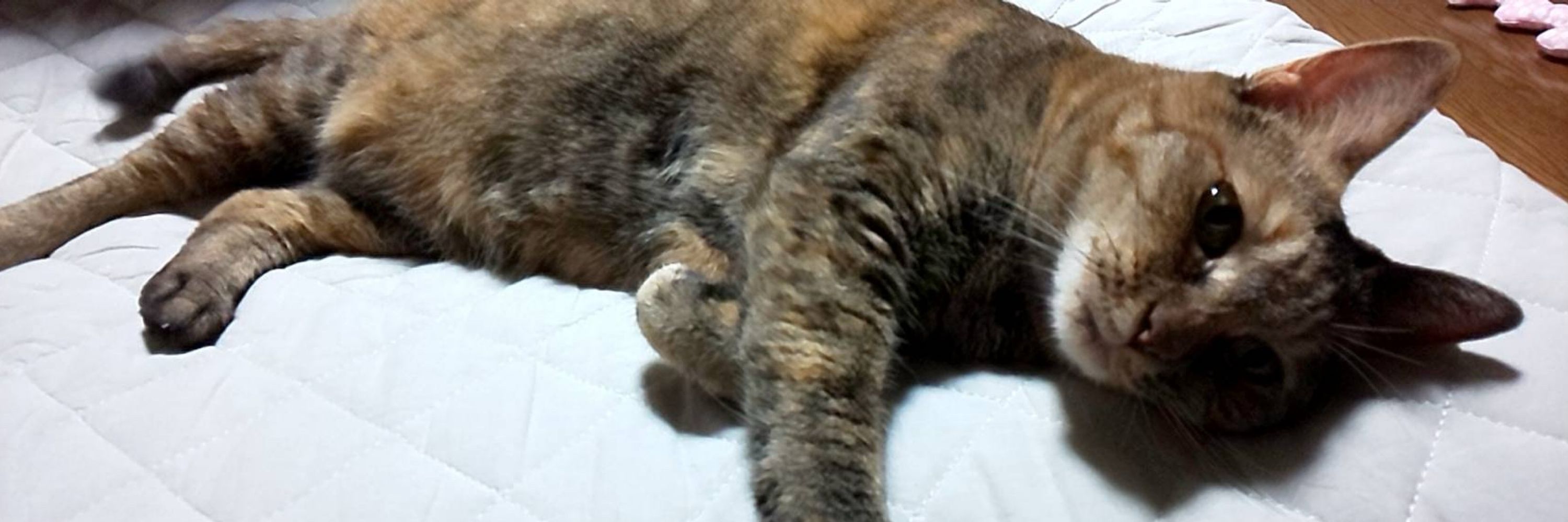 がちゃ
