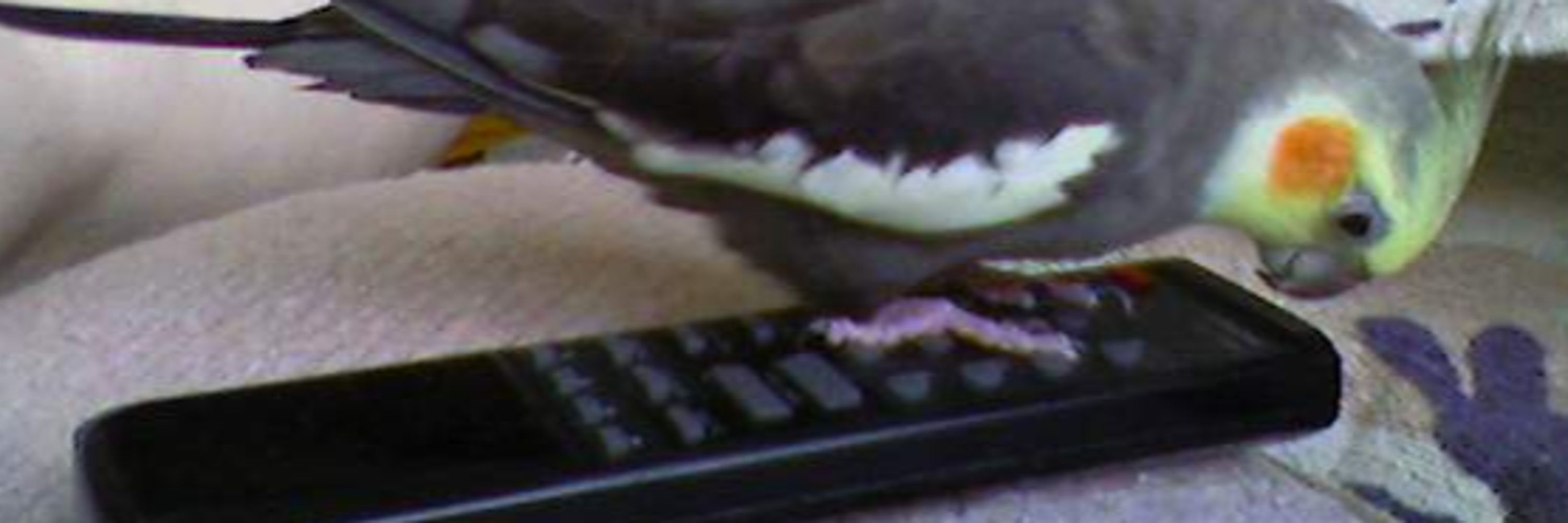 Deb_Robinson