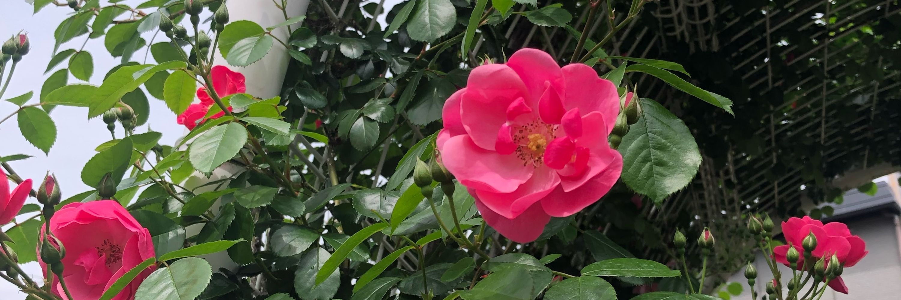 まりー