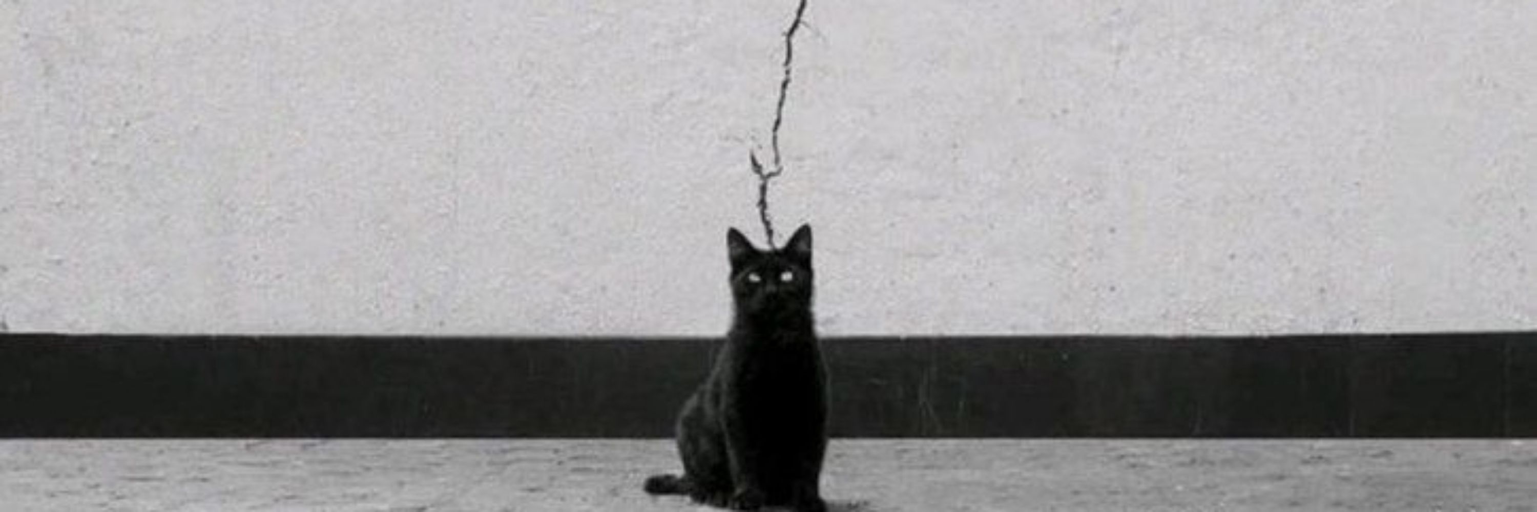 گربه‌‌ی بلواسکای