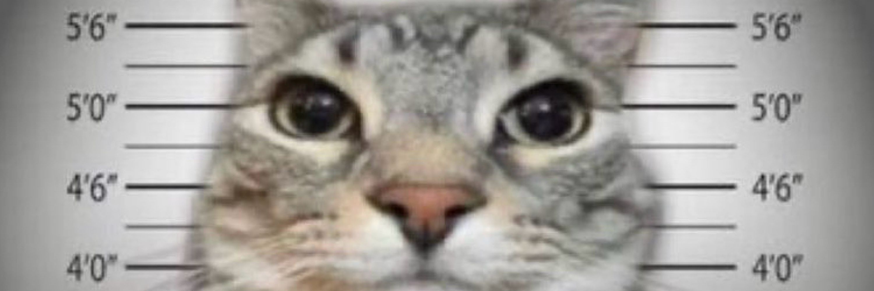 mfdomo
