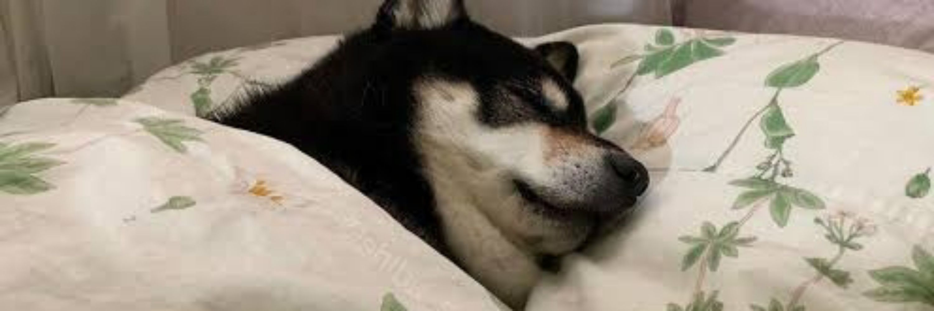 Dev Cansado