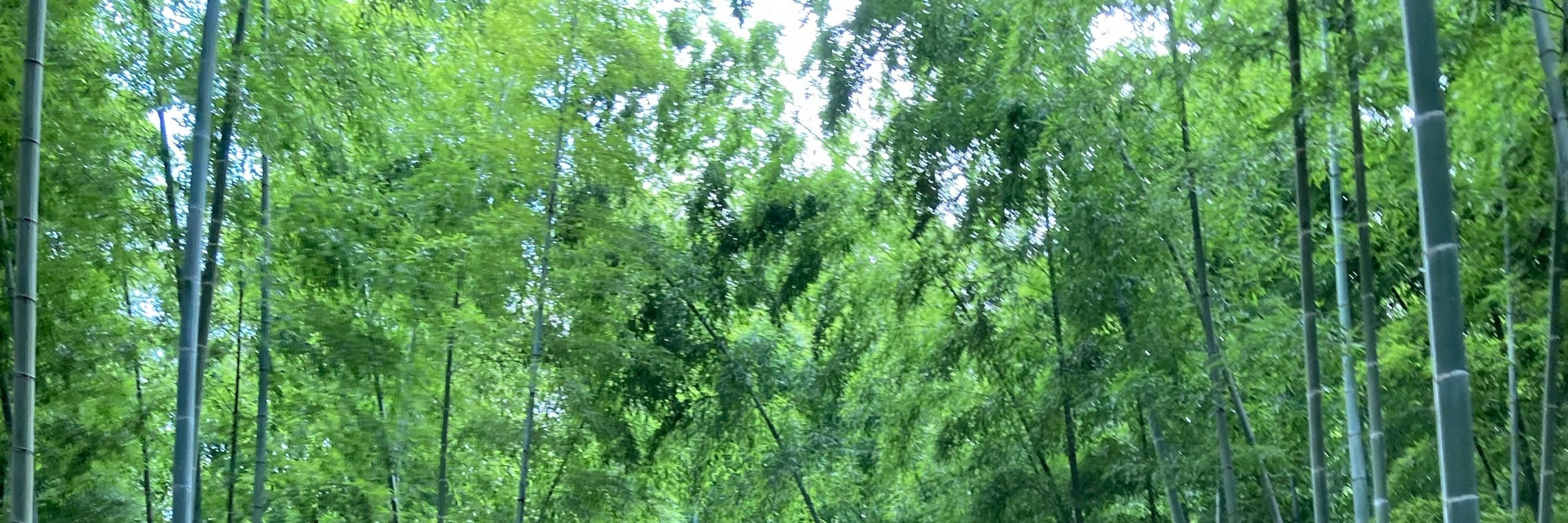 涼宮樹