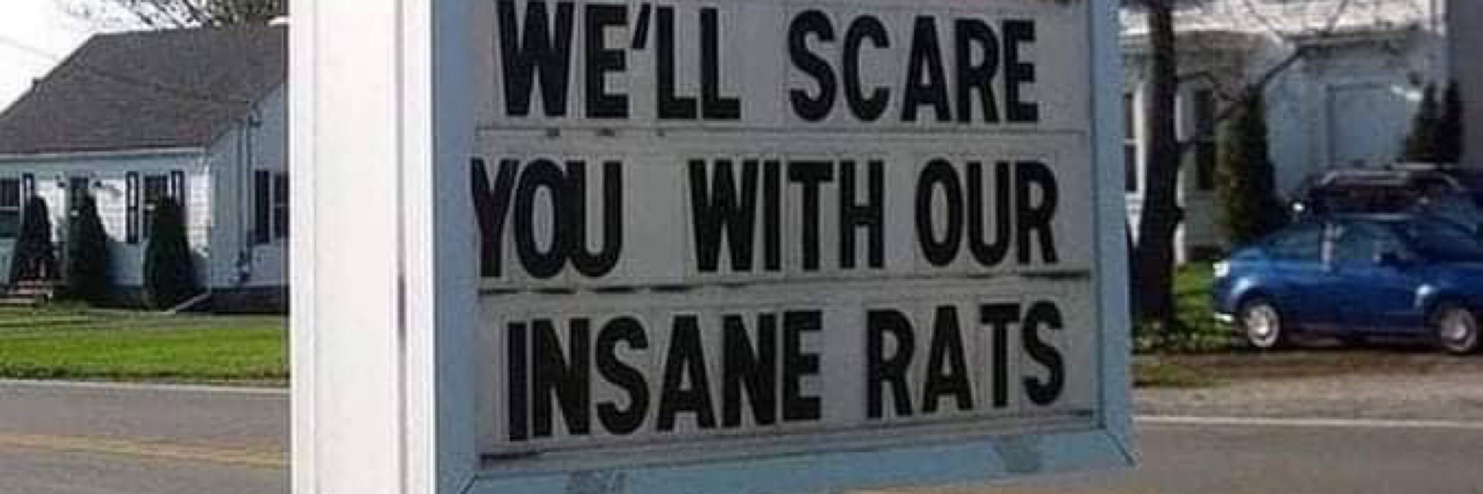 insane rats