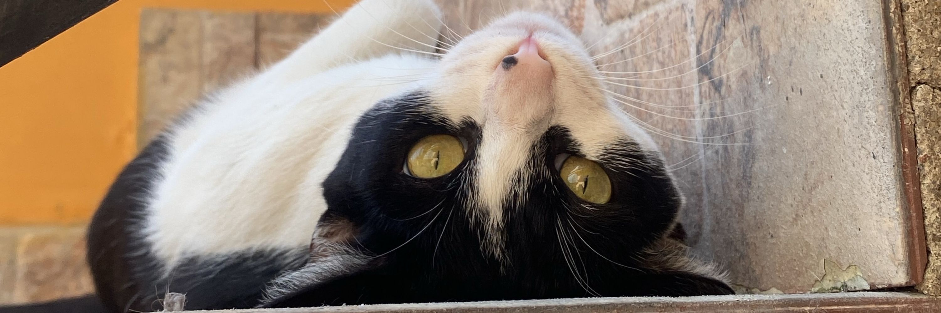 Bella