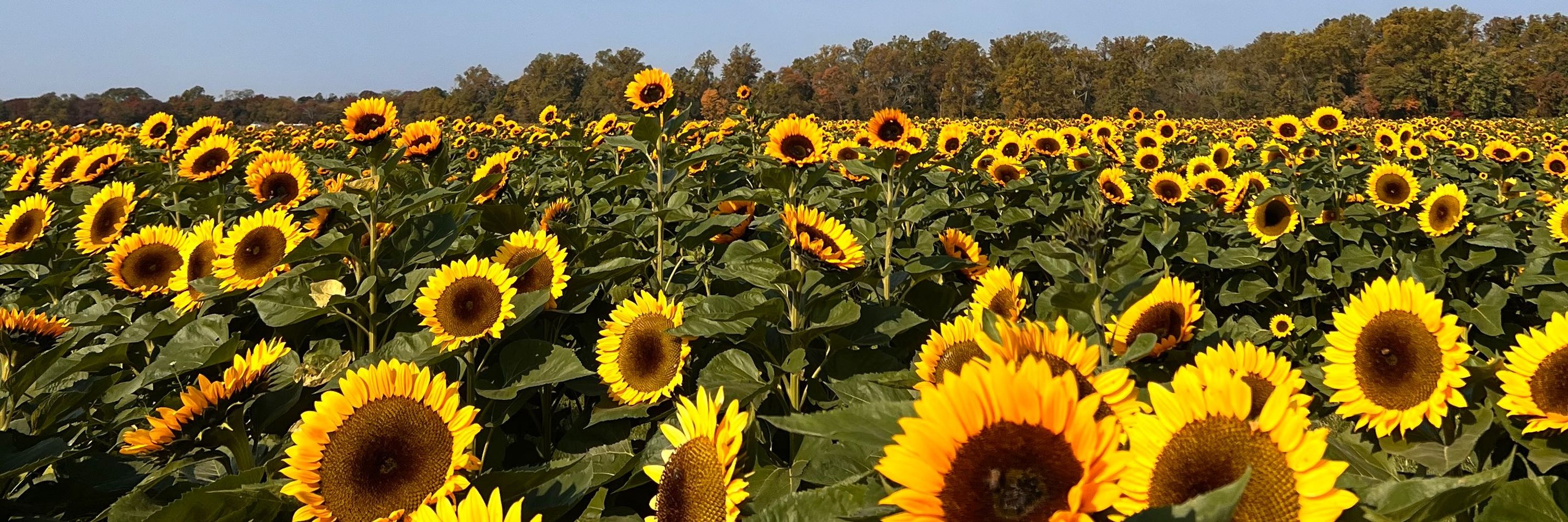 🐟🌻