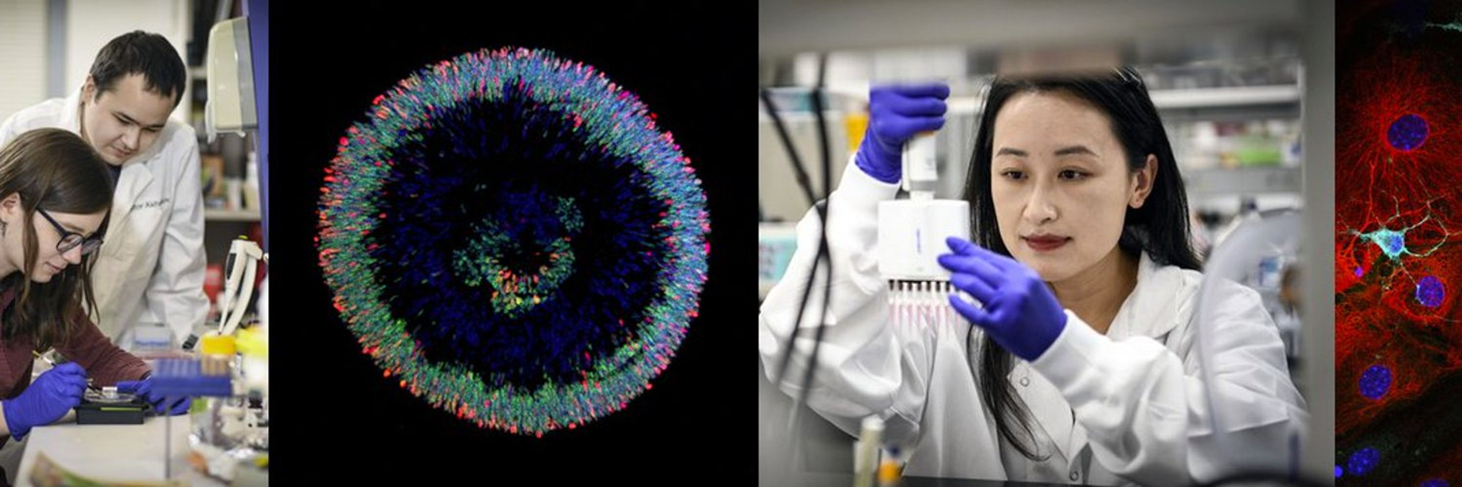 BCM Dept of Neuroscience