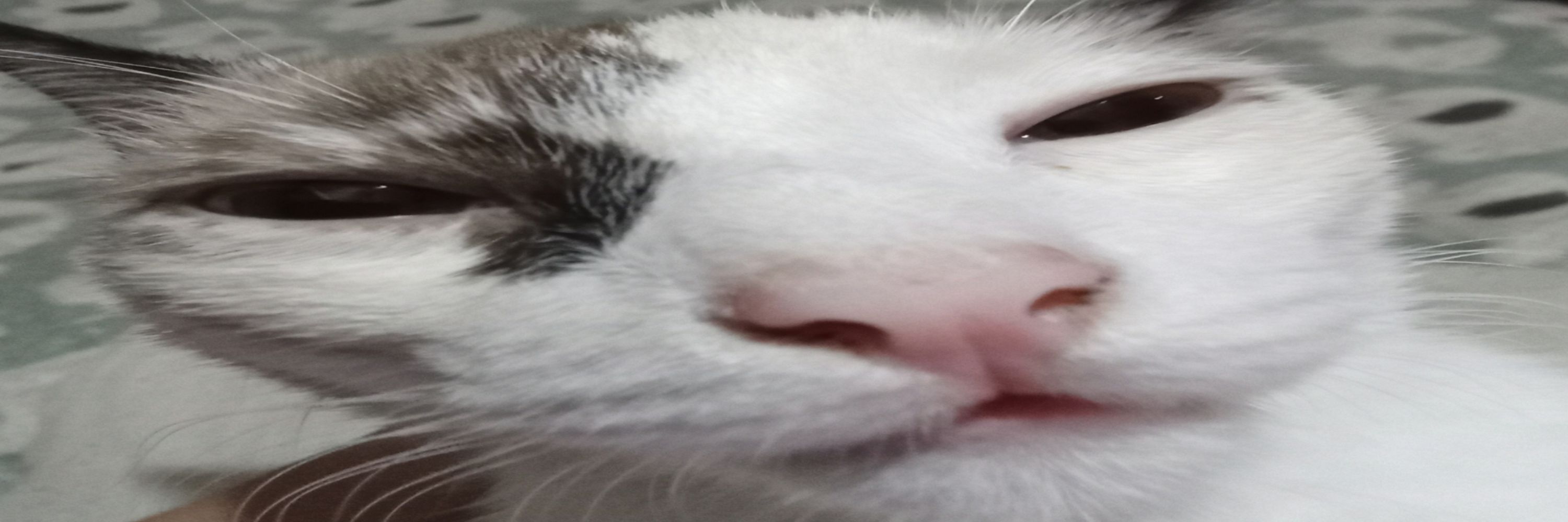 ‧͙⁺˚ 𝙄 𝙧 𝙤 ˚⁺‧͙