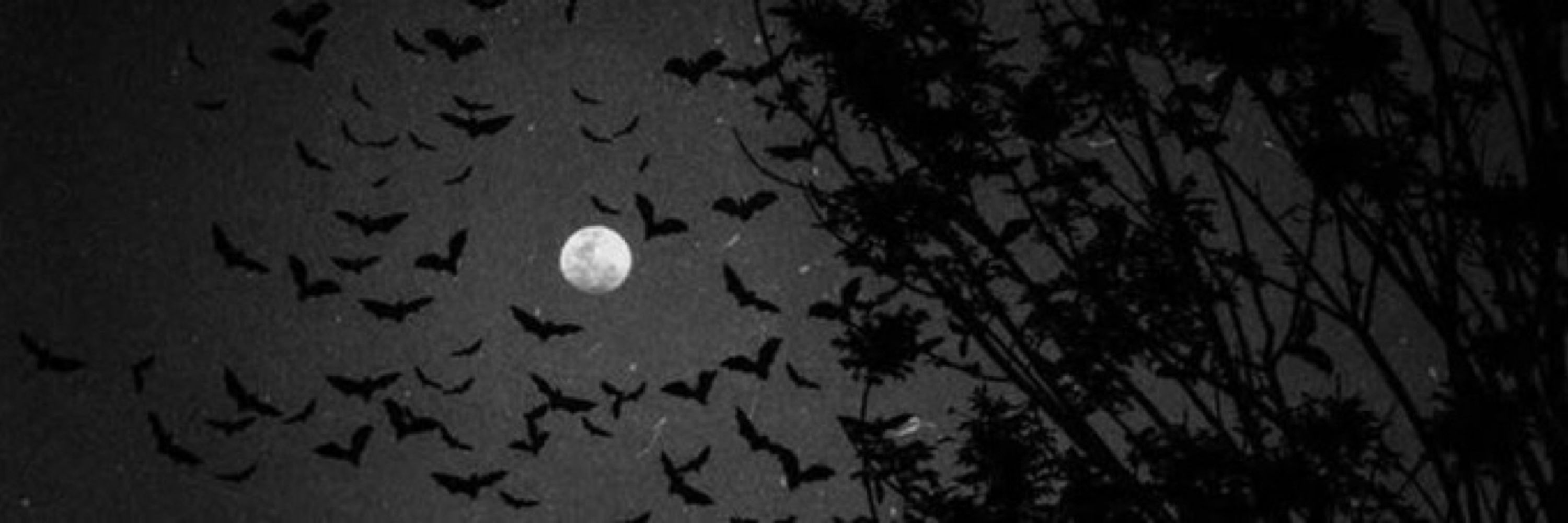 Jess 🦇