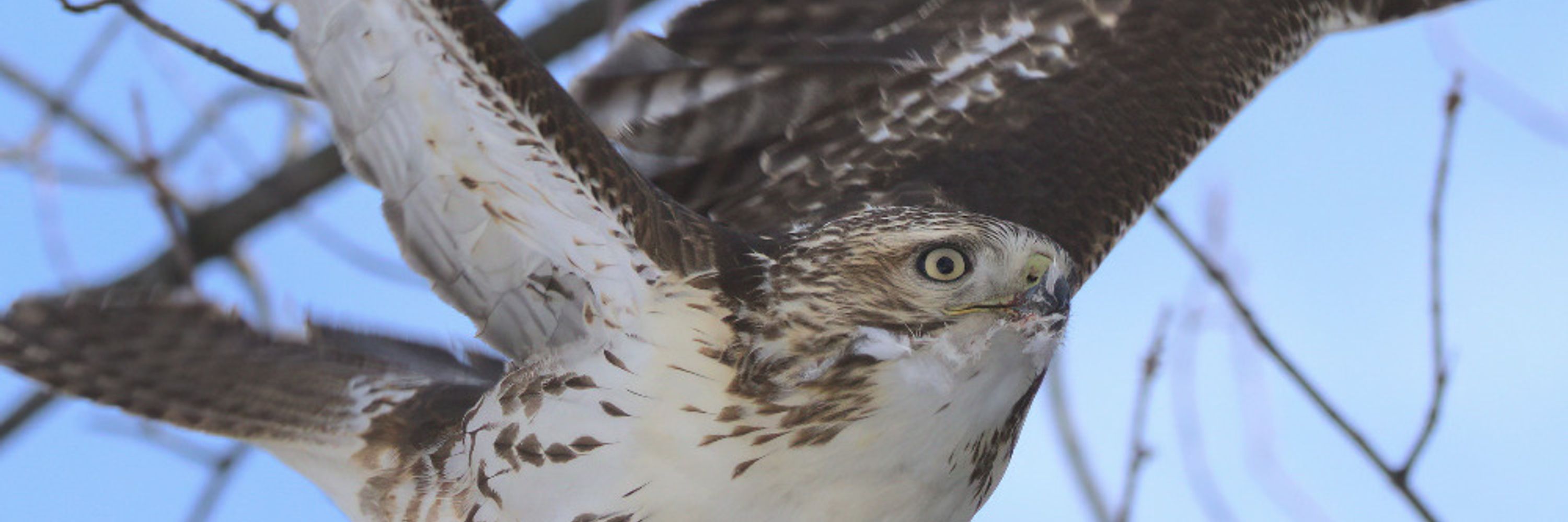 a red-tailed hawk
