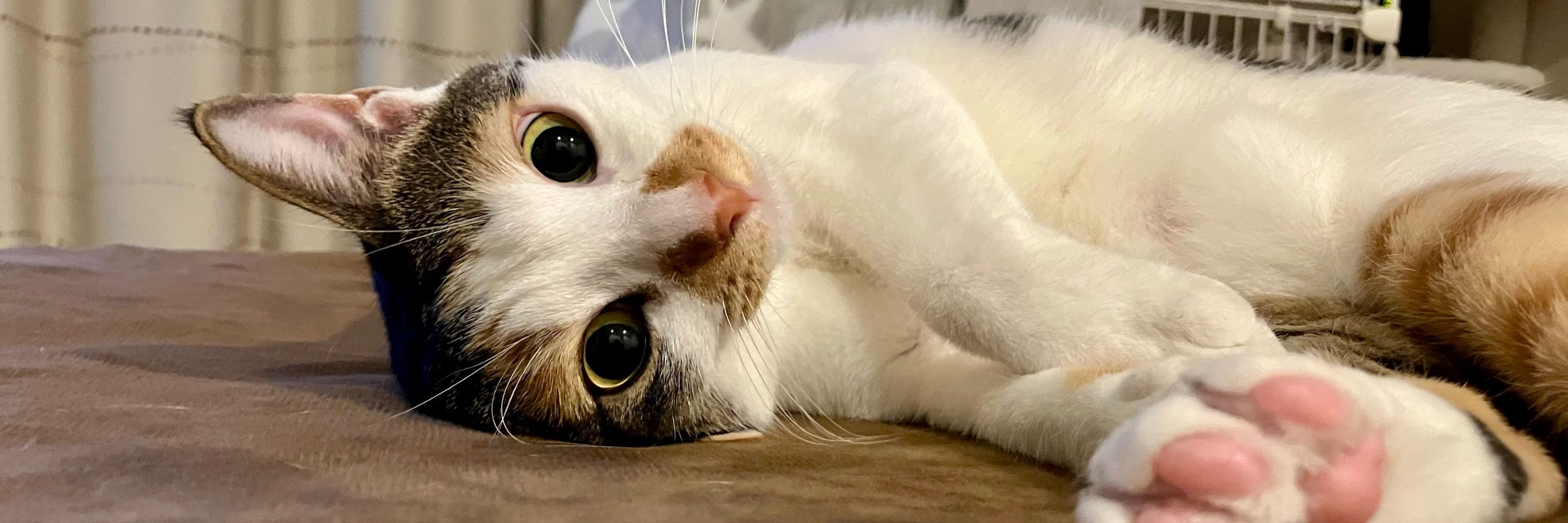 三毛猫のまつりちゃん