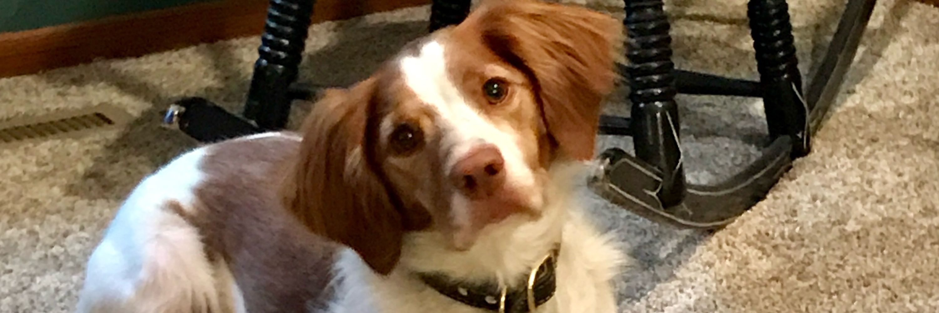 Dixie