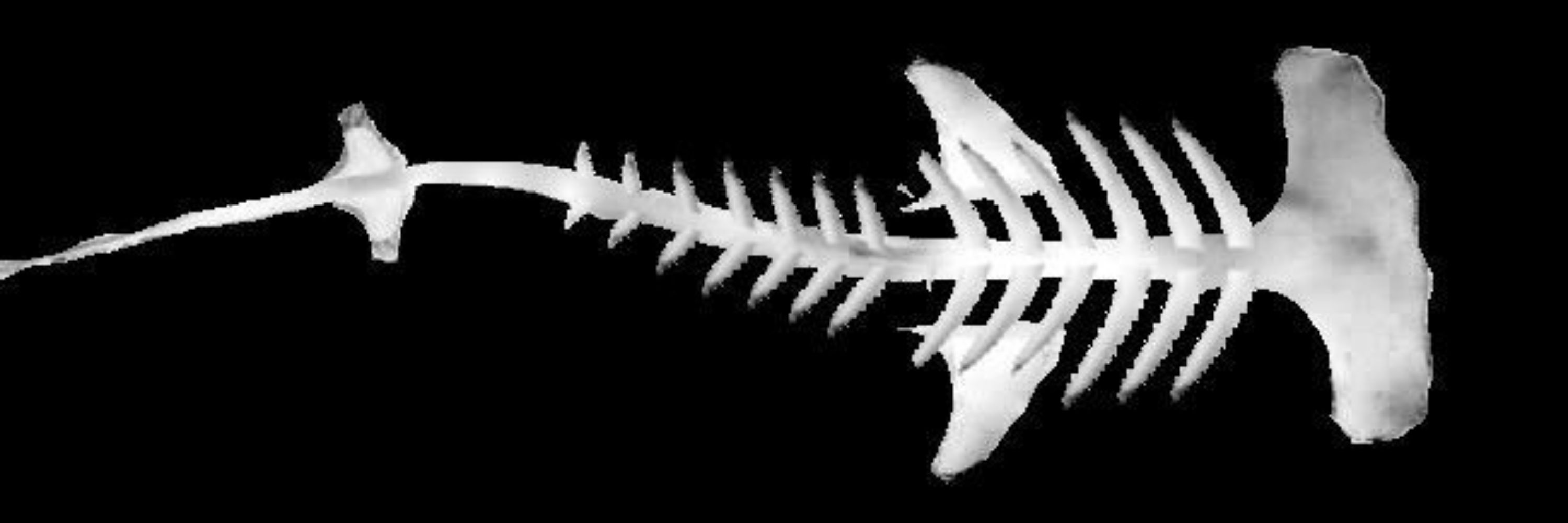 lara ⭑｡𖦹°‧🦈