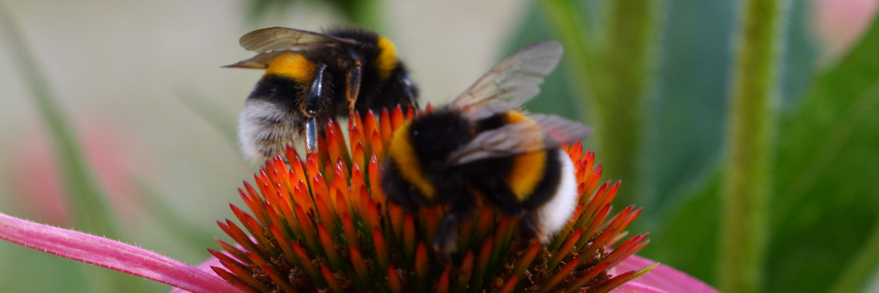 Bee-happy