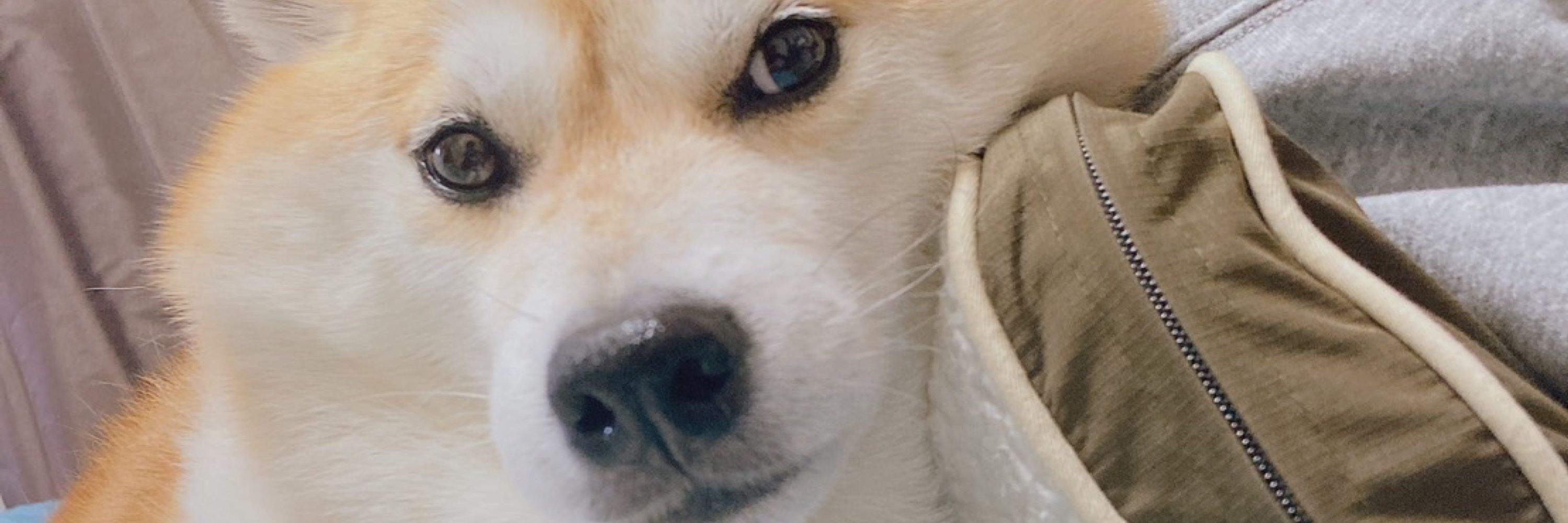 犬将軍