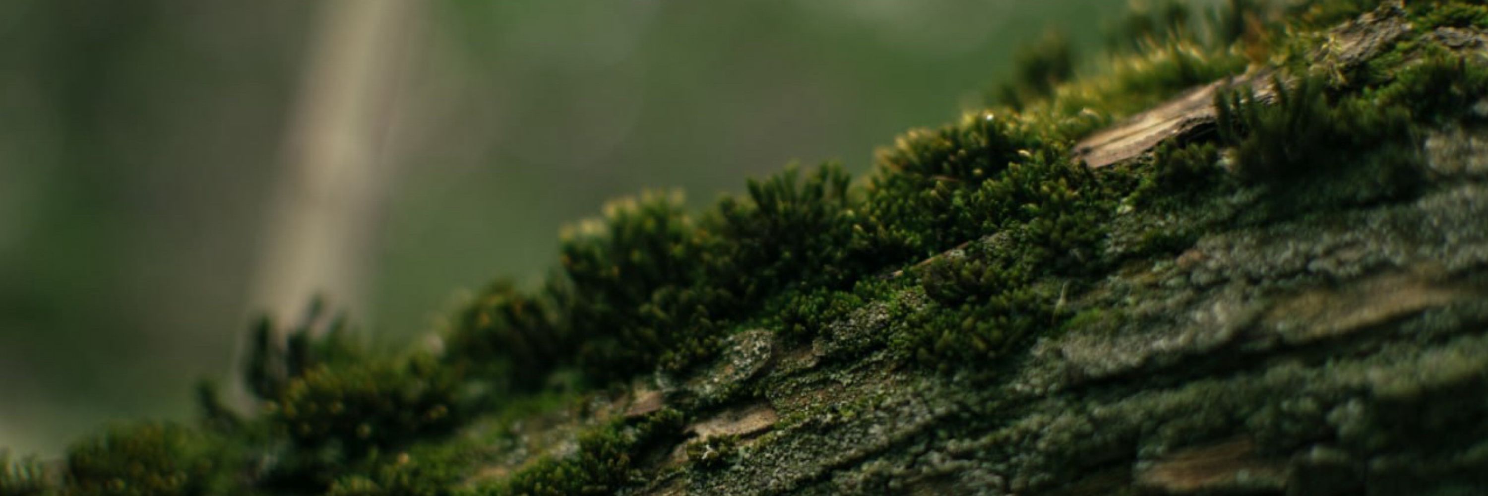 Ulota Crispa