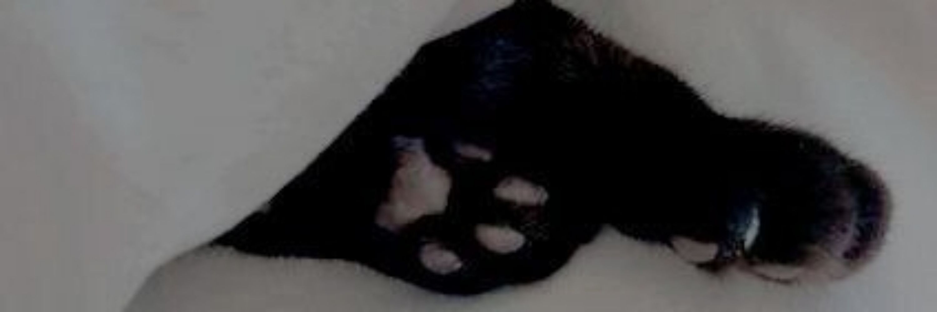 Black purr 🐈‍⬛
