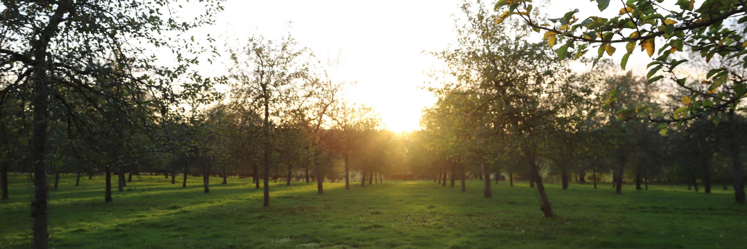 Nightingale Cider Co
