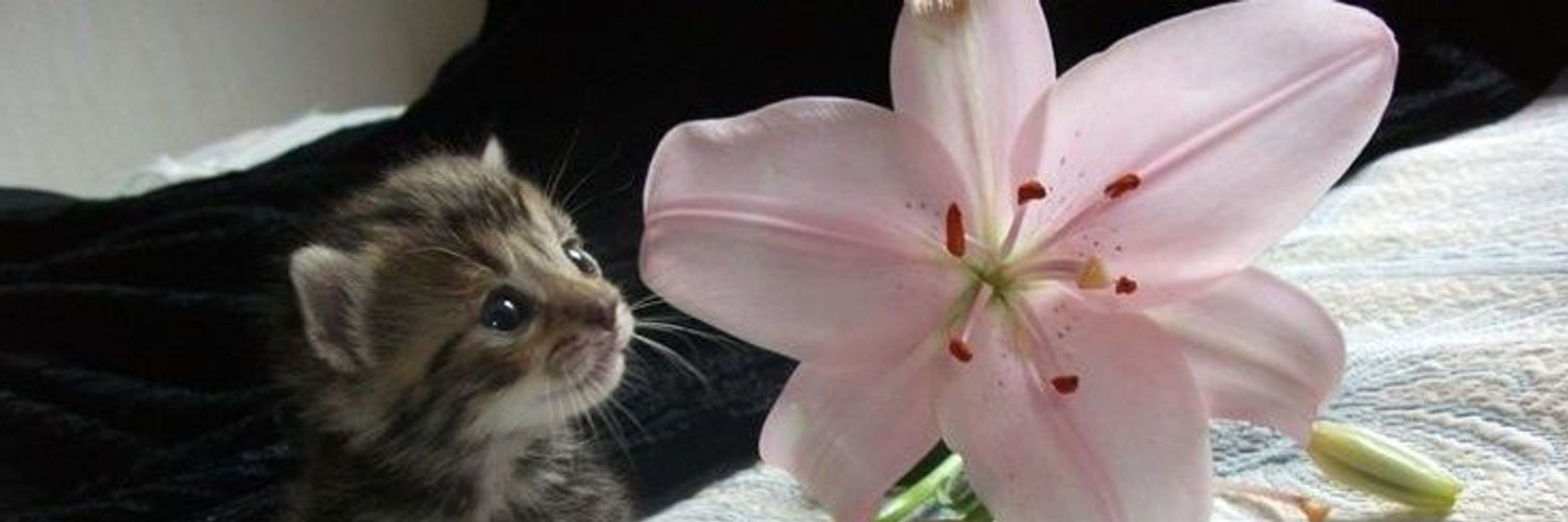 ❀