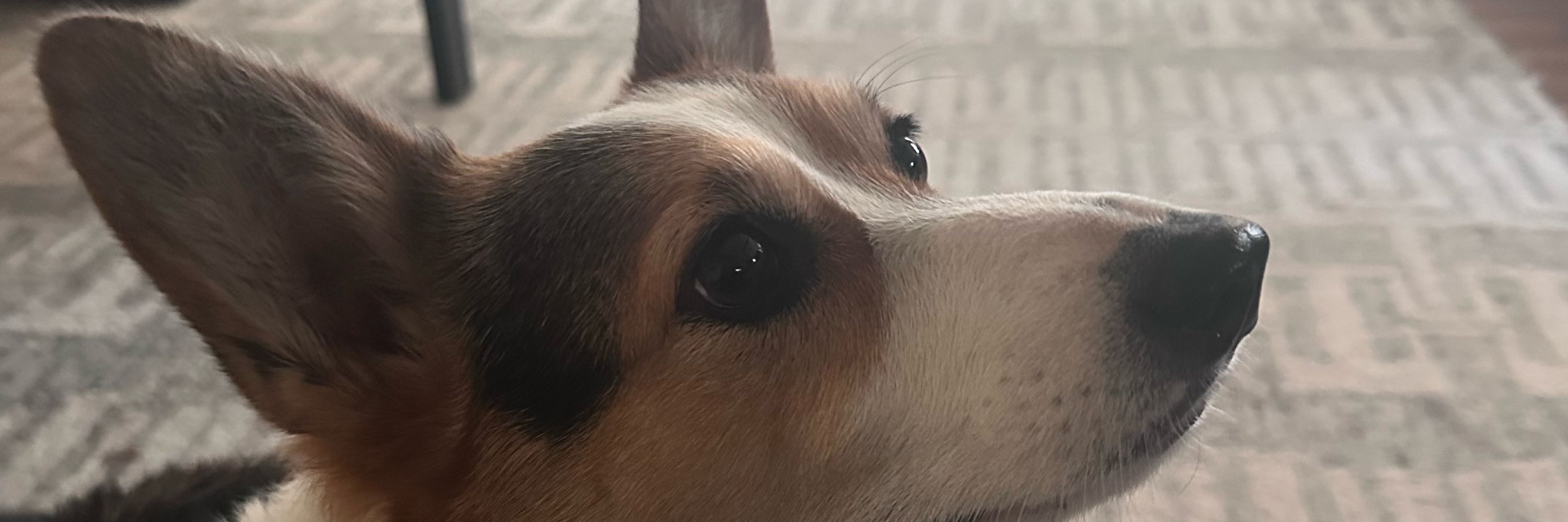 Luigi 💙