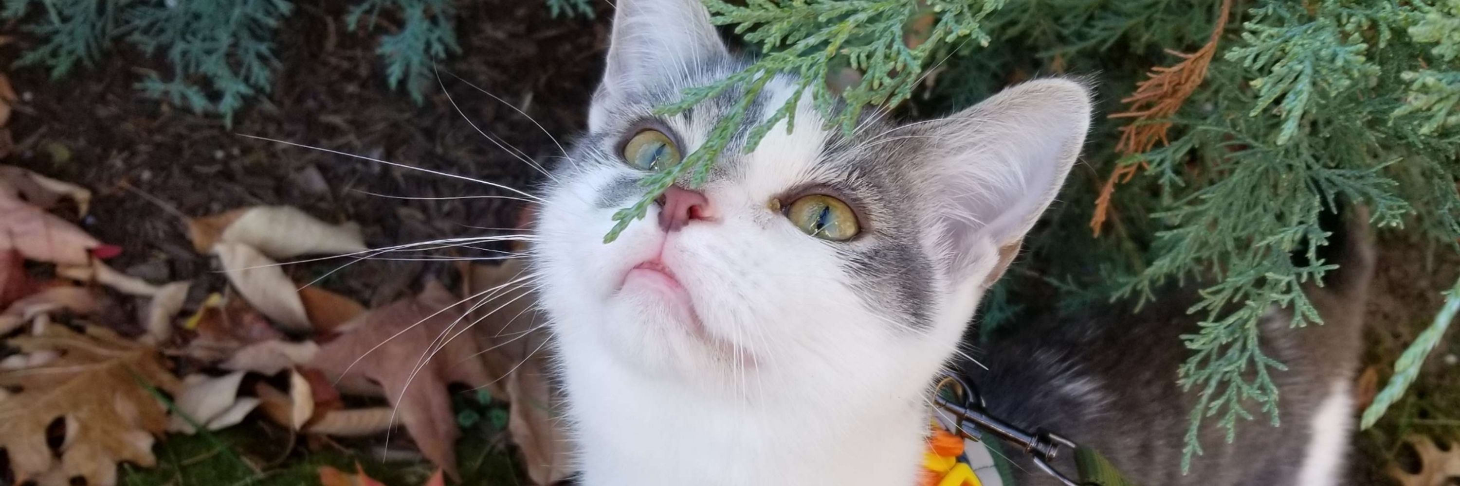 Cynik