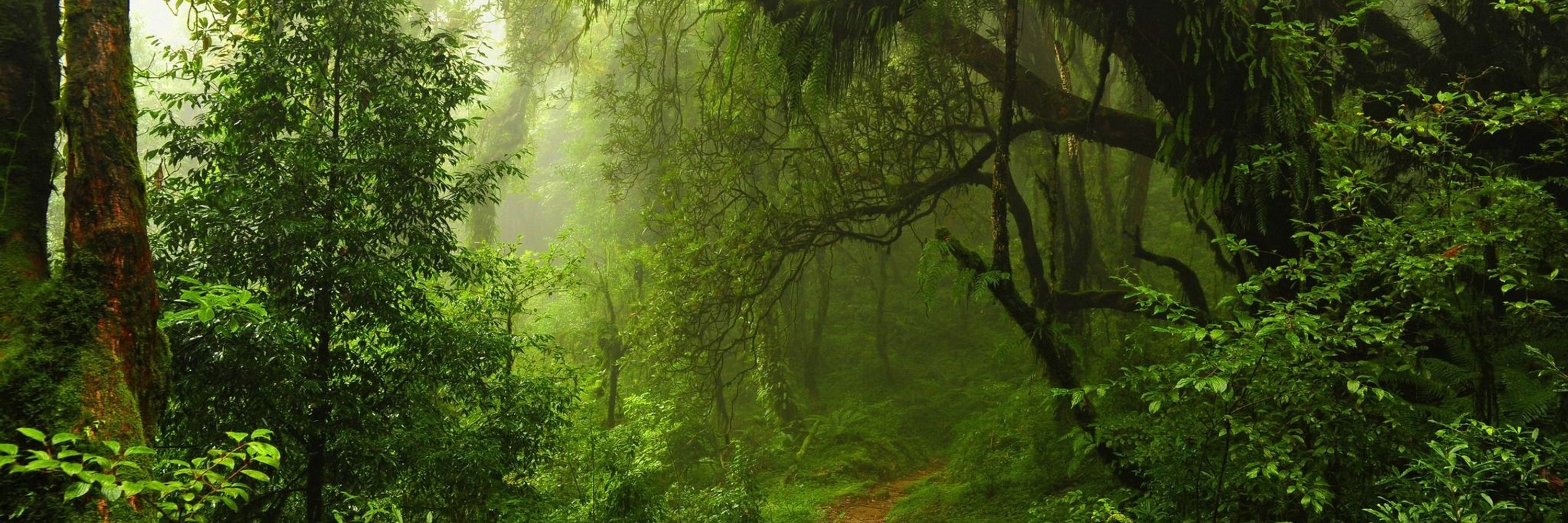 Pari Moon-Forest