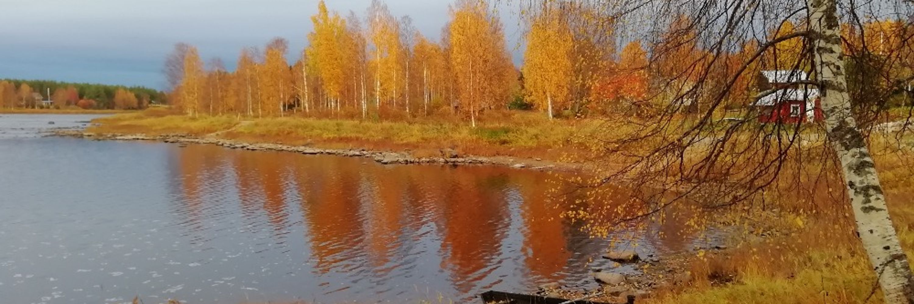 Mervi Kauppi